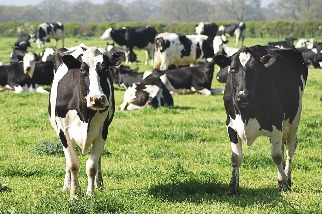 不僅紐西蘭管制牛羊打嗝、放屁 歐洲也祭出畜牧減排政策