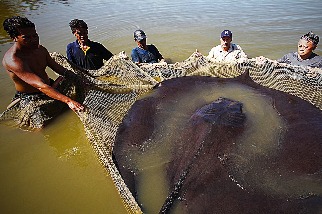 為何世界上最大的淡水魚仍未現身？