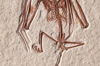 探祕蝙蝠演化史：迄今最早蝙蝠骨骸揭示5200萬年前的「古怪」故事