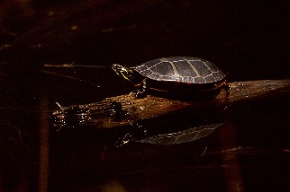 我們以為已經很了解淡水龜，但一項新發現帶來謎題
