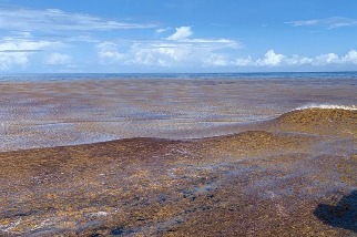 大西洋馬尾藻失控成災 新創公司擬用機器人將海藻沉入海底固碳