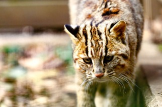 日本對馬島也曾發生山貓貓殺 還有「鹿害」問題