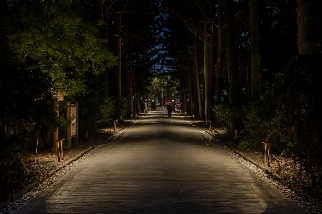 夜間植物園為穿梭行人打光 植光計畫植人都得益