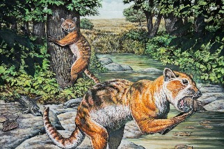 揭密超奇特「貓獺熊」化石