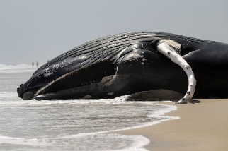 美東岸接連擱淺死亡鯨魚，真相依然成謎