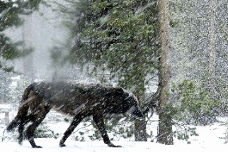 暴風雪中的黑狼