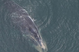 纏繞成鯨魚第二大死因 美國研發「無繩」捕龍蝦漁具