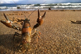 沙灘上的小龍蝦