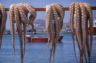 全球首家章魚養殖場計畫細節曝光 預計年產100萬隻