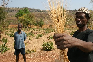 非洲超級穀物「福尼奧米」耐旱、免用藥和肥料 成為釀酒廠新寵