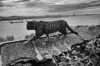 伊斯坦堡的貓