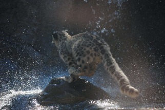 朝瀑布飛躍的小雪豹