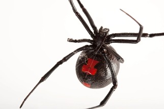超級比一比，誰才是真正的黑寡婦蜘蛛？