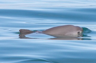 小頭鼠海豚寶寶帶來一線希望！ IWC發布70年來第一個滅絕警告籲100%禁刺網