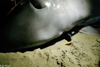 新北八里活體擱淺小抹香鯨 25日凌晨宣告死亡