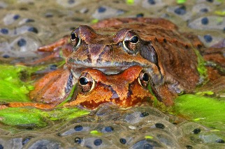 青蛙愛侶