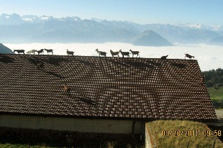 鐵皮屋頂上的羊