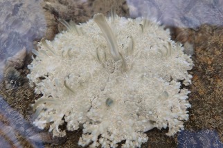臺南扇形鹽田生態監測週年 仙后水母「倒立」朵朵開花