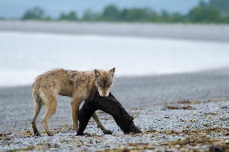 驚人發現：狼會獵捕海獺和海豹