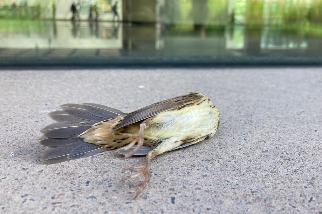 防鳥類窗殺 香港民間首份鳥撞調查 韓國修法管建築玻璃設計