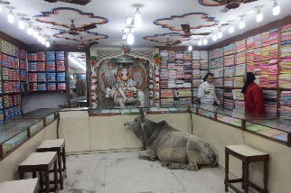 印度瓦拉那西商店裡的牛