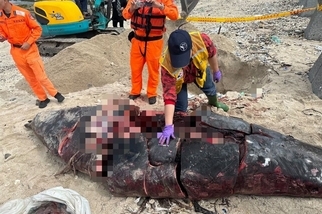 綠島罕見鯨豚疑遭人切割 部分肉塊遺失海保署展開調查