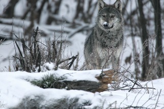 保育地位降不降？ 歐洲「狼來了」 21世紀的大野狼結局未卜