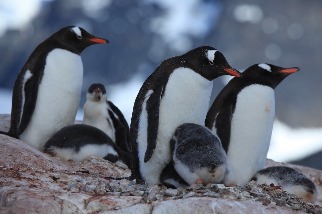 南極禽流感疫情 首次證實企鵝感染H5N1 200隻小企鵝死亡