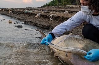 巴西亞馬遜流域百年大旱：百隻河豚暴斃 影響恐延續至2026年