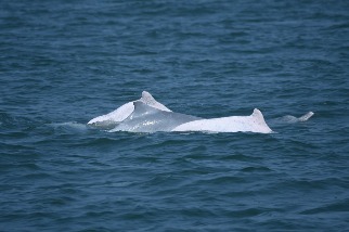 臺灣白海豚成員再+1 少年期個體「OCA070」連續三年現蹤！