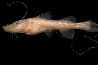 這種亞馬遜巨鯰會進行世界上最長的淡水魚遷徙