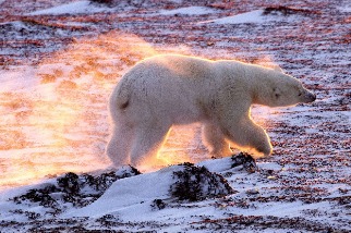 暖化之焰中的北極熊