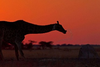 日落時喝水的長頸鹿