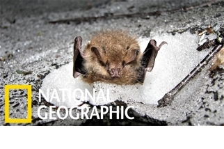 罕見畫面：藏在「雪洞」中冬眠的蝙蝠