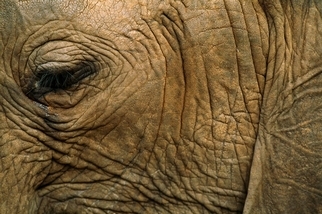 為甚麼大象和其他動物滿臉皺紋？