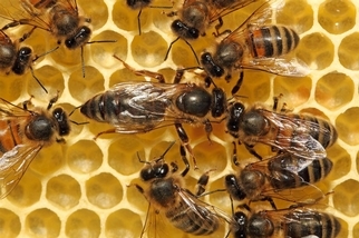 東非蜜蜂不受致命病原體影響