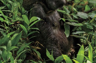拯救非洲野生動物，我們能做什麼？