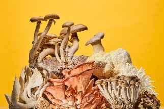 如何讓菇類的營養價值變得更高？