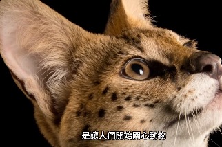 Photo Ark 影像方舟計畫，為上萬物種留下珍貴紀錄｜《2027臺灣原生種日曆》預購中