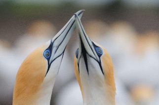 鰹鳥打招呼