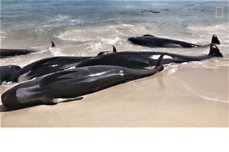 西澳150隻鯨魚大規模擱淺！原因何在？