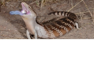 蜥蜴怎麼會有能反射紫外光的藍舌頭？