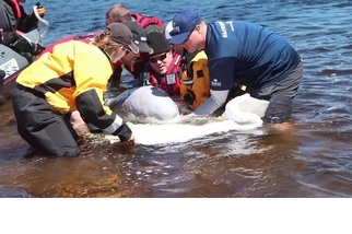 小白鯨大救援！ 看救援團隊如何拯救一隻受困於河中的白鯨