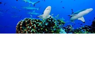 聯合國將啟動公海保育公約談判