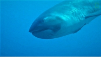 罕見影片：印尼外海撞見巨口鯊活體