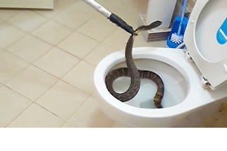 上廁所注意！馬桶裡有蛇