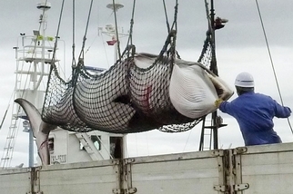 遵從國際法庭裁決，日本停止捕鯨活動