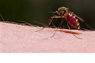 覺得蚊子會隱身術的請舉手！ 牠們如何辦到的？