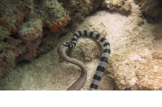 你看過海蛇吞噬海鰻嗎？