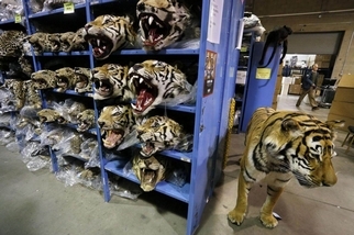 來看這座嚇人的野生動物販運倉庫裡面有何玄機